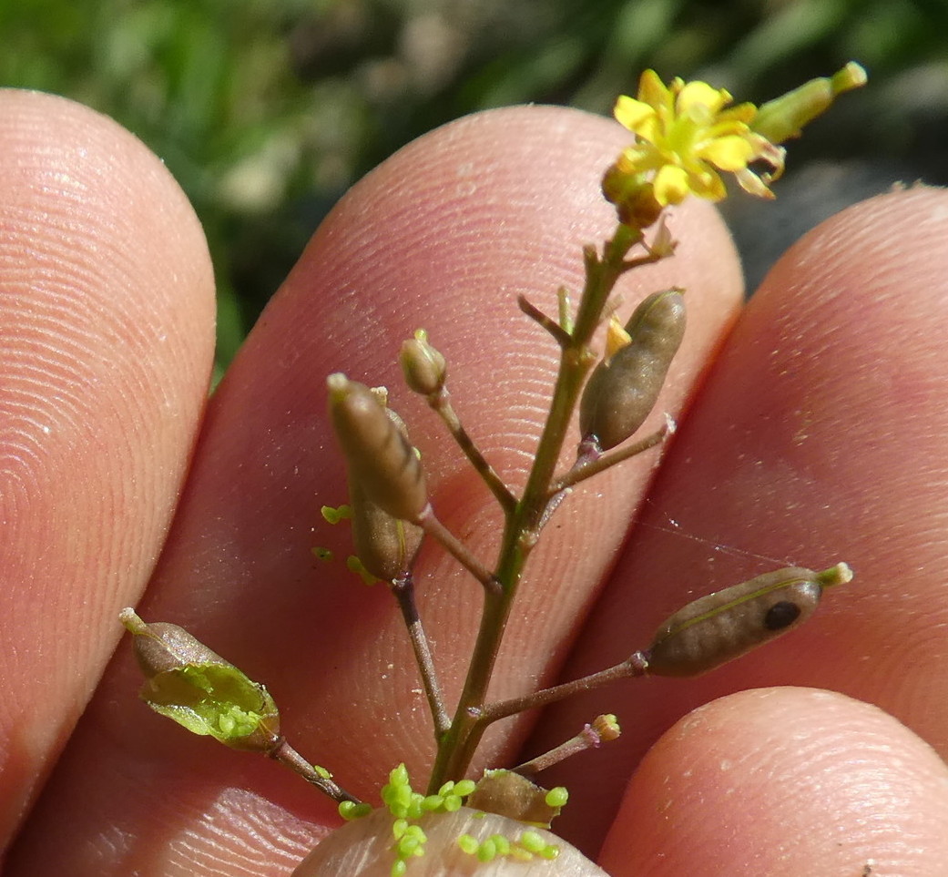 Rorippa palustris / Crescione palustre